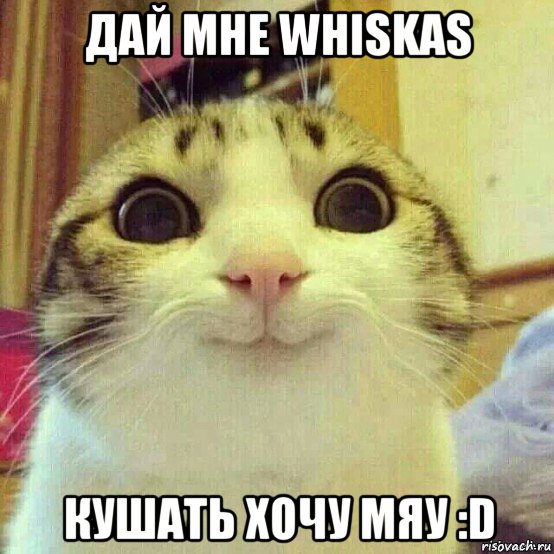 дай мне whiskas кушать хочу мяу :d, Мем       Котяка-улыбака