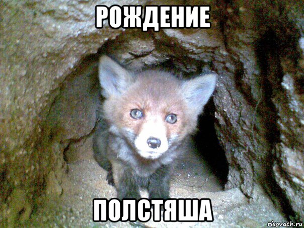 рождение полстяша