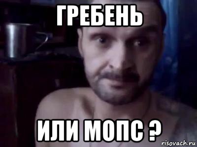 гребень или мопс ?