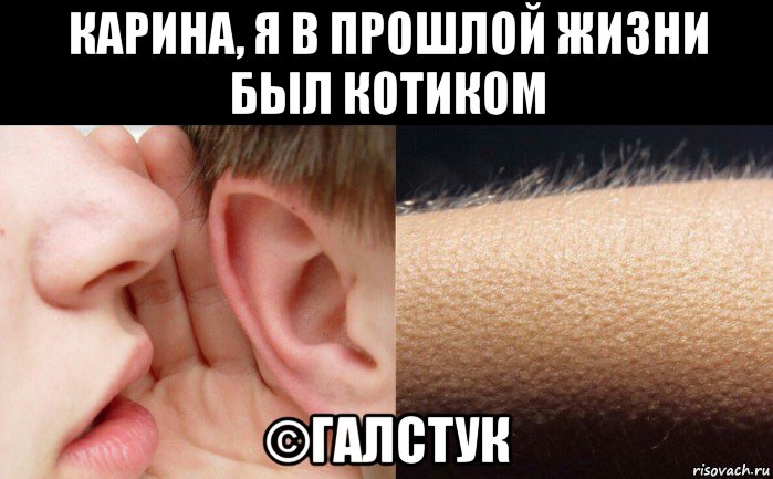 карина, я в прошлой жизни был котиком ©галстук
