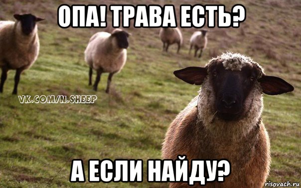 опа! трава есть? а если найду?, Мем  Наивная Овца