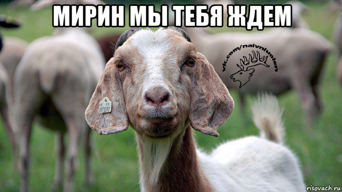 мирин мы тебя ждем 