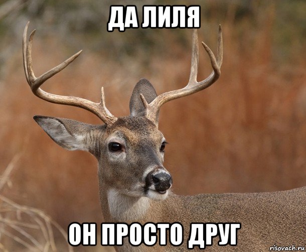 да лиля он просто друг, Мем  Наивный Олень v2