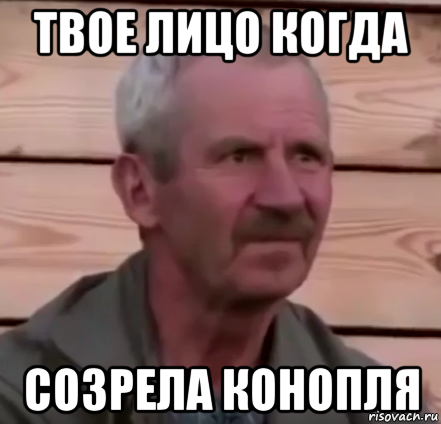 твое лицо когда созрела конопля