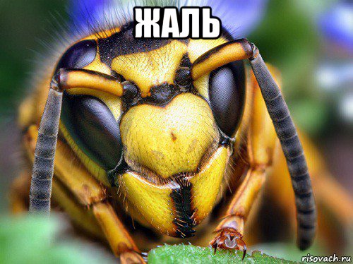 жаль 