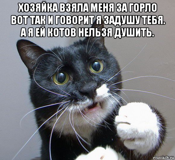 хозяйка взяла меня за горло вот так и говорит я задушу тебя. а я ей котов нельзя душить. 