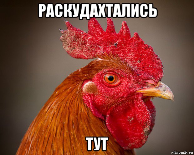 раскудахтались тут, Мем петух