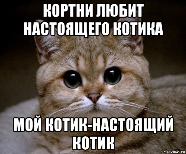 кортни любит настоящего котика мой котик-настоящий котик, Мем Пидрила Ебаная