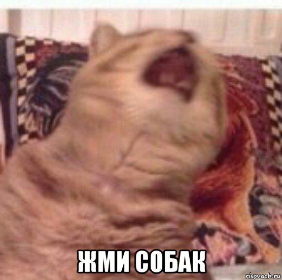  жми собак