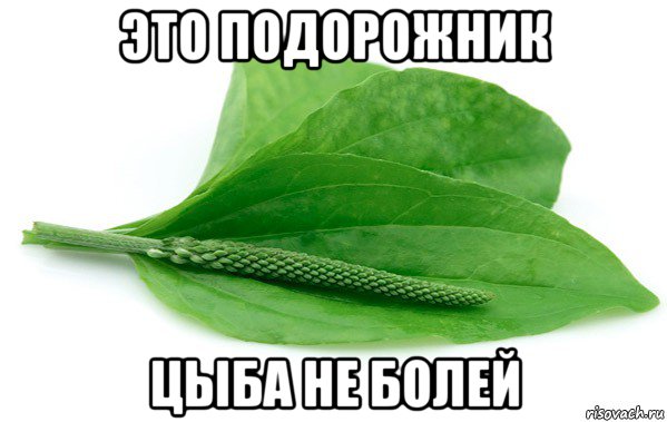 это подорожник цыба не болей