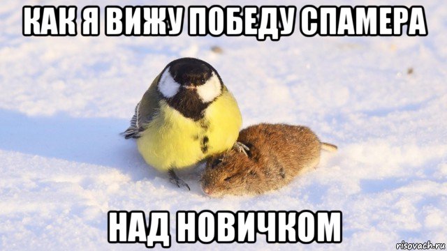 как я вижу победу спамера над новичком