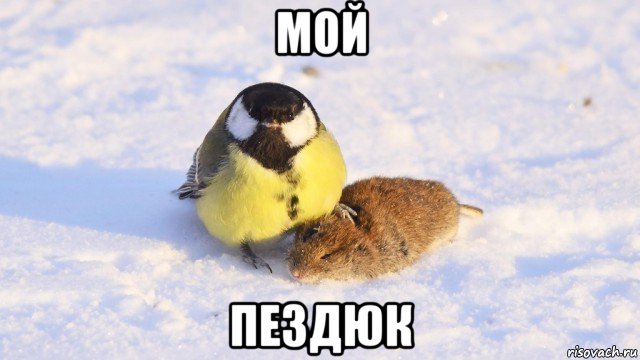мой пездюк
