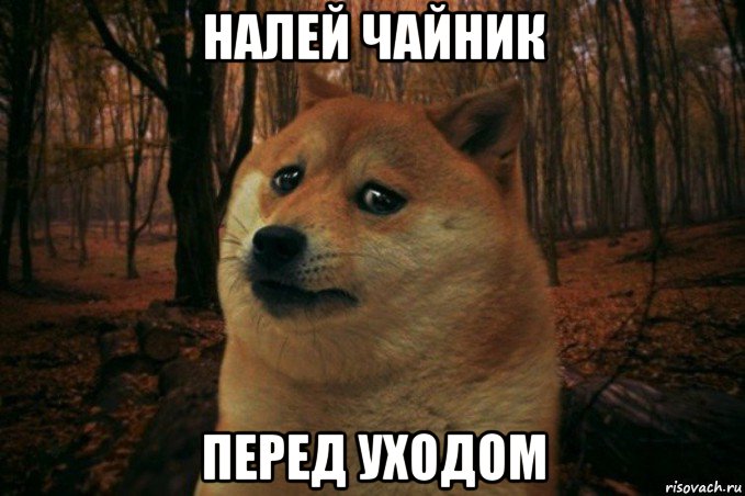 налей чайник перед уходом, Мем SAD DOGE