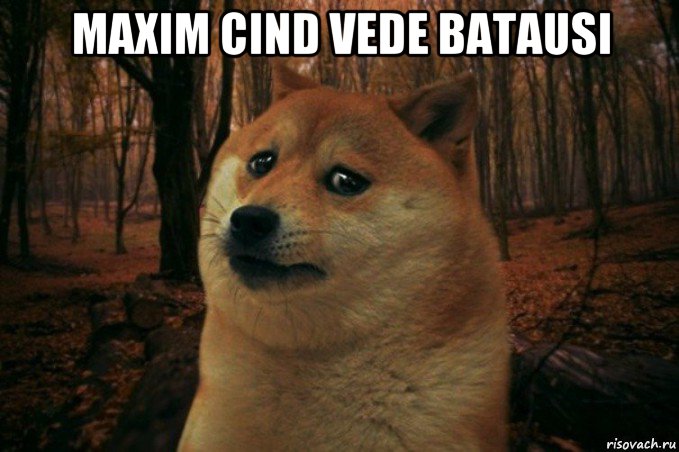 maxim cind vede batausi , Мем SAD DOGE