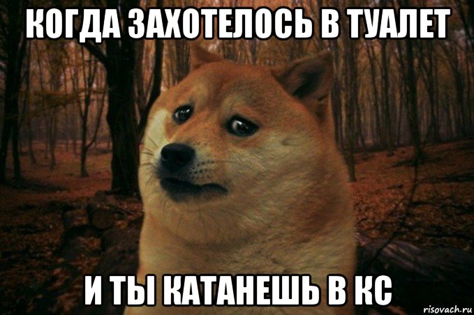 когда захотелось в туалет и ты катанешь в кс, Мем SAD DOGE