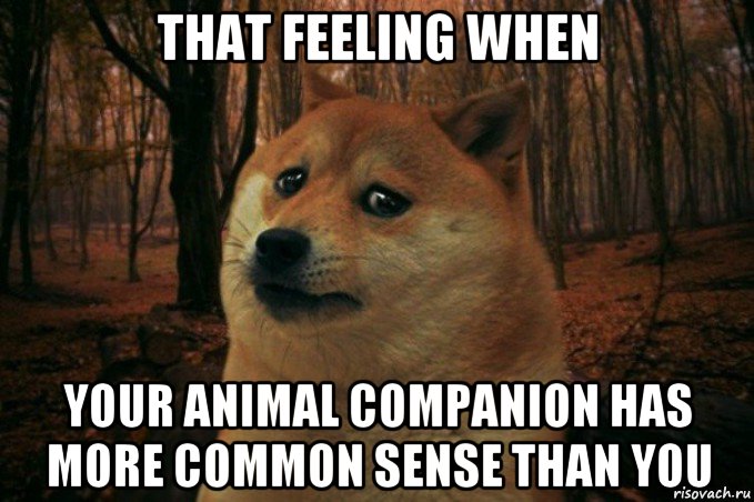 that feeling when your animal companion has more common sense than you, Мем SAD DOGE