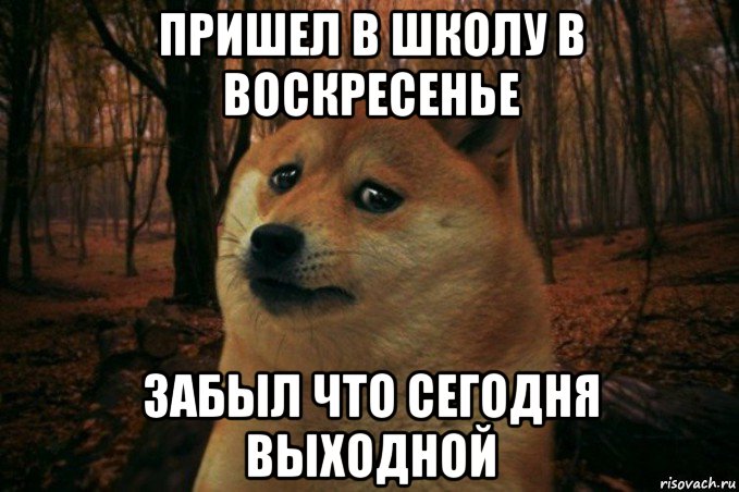 пришел в школу в воскресенье забыл что сегодня выходной, Мем SAD DOGE