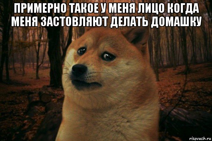 примерно такое у меня лицо когда меня застовляют делать домашку , Мем SAD DOGE