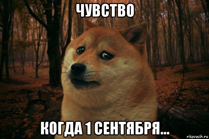 чувство когда 1 сентября..., Мем SAD DOGE