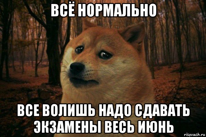 всё нормально все волишь надо сдавать экзамены весь июнь, Мем SAD DOGE