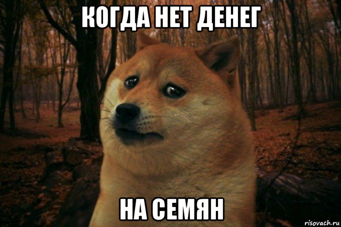 когда нет денег на семян, Мем SAD DOGE