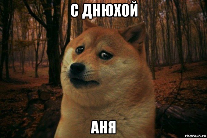 с днюхой аня, Мем SAD DOGE