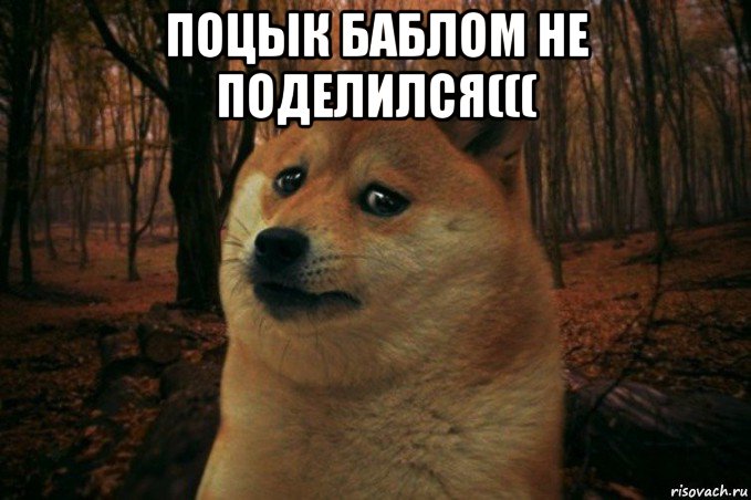 поцык баблом не поделился((( , Мем SAD DOGE