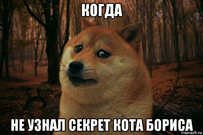 когда не узнал секрет кота бориса, Мем SAD DOGE