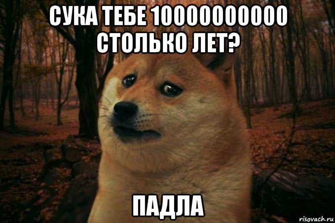 сука тебе 10000000000 столько лет? падла, Мем SAD DOGE