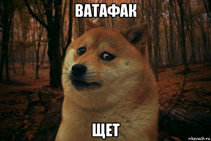 ватафак щет, Мем SAD DOGE