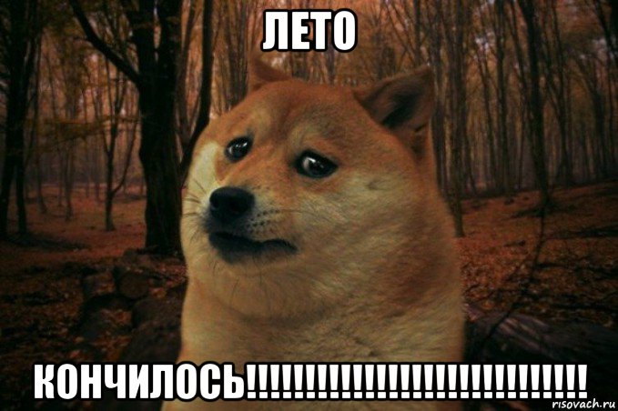 лето кончилось!!!!!!!!!!!!!!!!!!!!!!!!!!!!!, Мем SAD DOGE