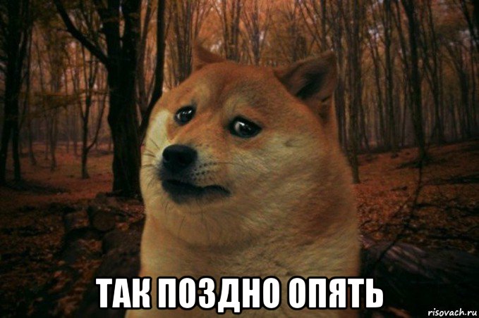  так поздно опять, Мем SAD DOGE