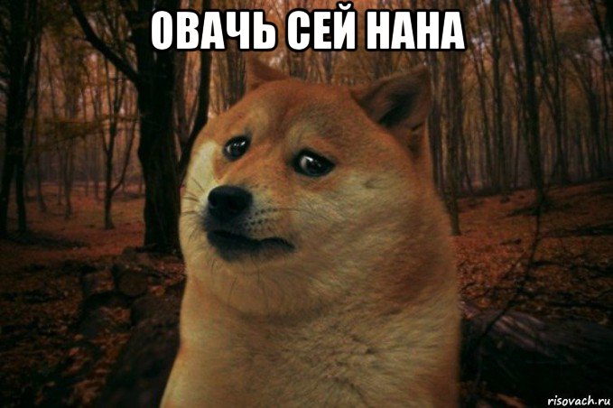 овачь сей нана , Мем SAD DOGE