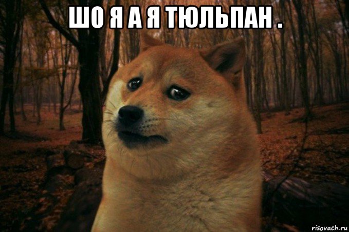 шо я а я тюльпан . , Мем SAD DOGE