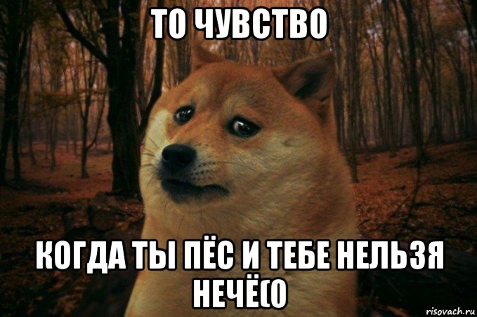 то чувство когда ты пёс и тебе нельзя нечё(0, Мем SAD DOGE