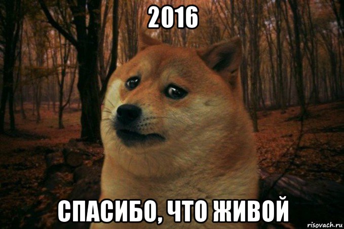 2016 спасибо, что живой, Мем SAD DOGE