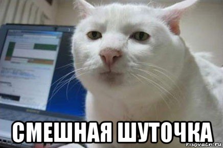  смешная шуточка, Мем Серьезный кот