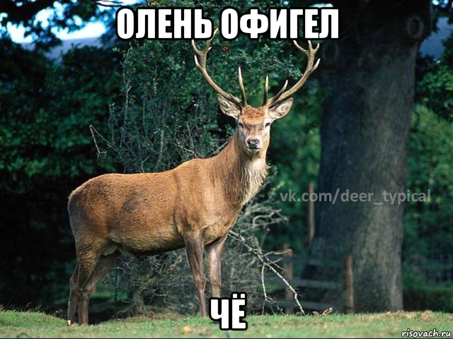 олень офигел чё