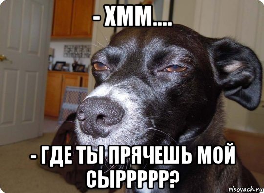 - хмм.... - где ты прячешь мой сыррррр?