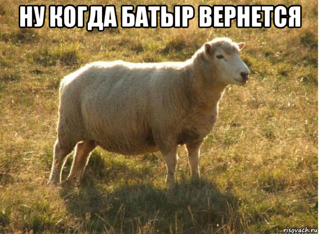 ну когда батыр вернется , Мем Типичная овца