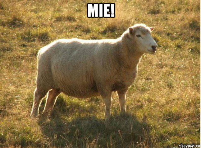 mie! , Мем Типичная овца