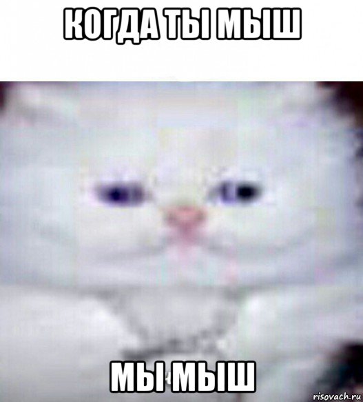 когда ты мыш мы мыш, Мем Ты че мыш