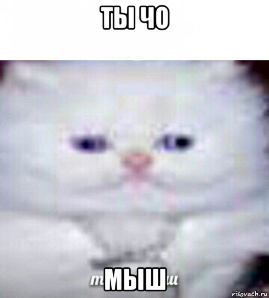 ты чо мыш, Мем Ты че мыш