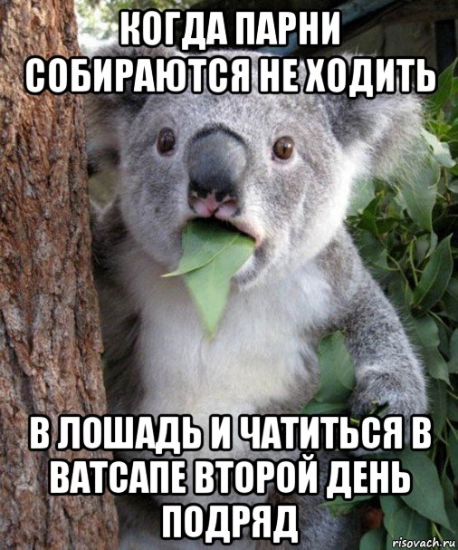 когда парни собираются не ходить в лошадь и чатиться в ватсапе второй день подряд