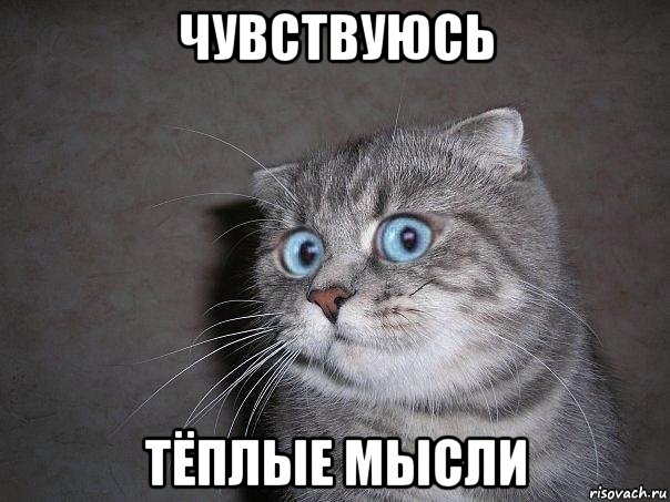 чувствуюсь тёплые мысли, Мем  удивлённый кот