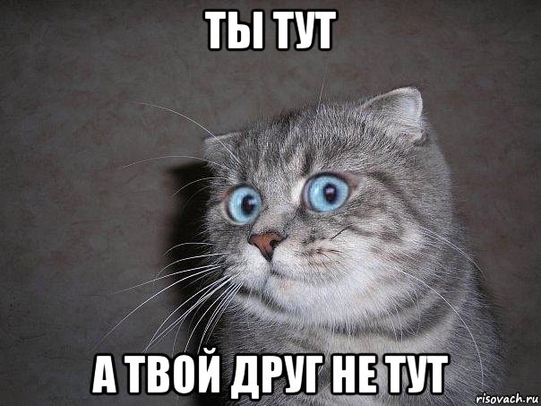 ты тут а твой друг не тут, Мем  удивлённый кот