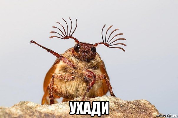  ухади