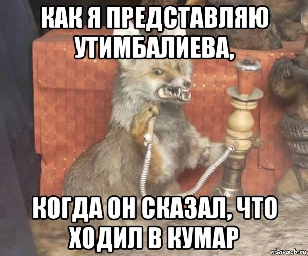 как я представляю утимбалиева, когда он сказал, что ходил в кумар, Мем Упоротый лис курит кальян