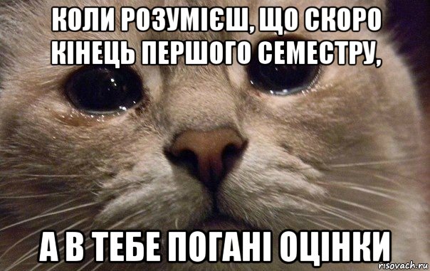 коли розумієш, що скоро кінець першого семестру, а в тебе погані оцінки, Мем   В мире грустит один котик