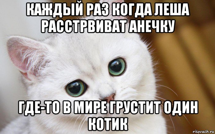 каждый раз когда леша расстрвиват анечку где-то в мире грустит один котик, Мем  В мире грустит один котик